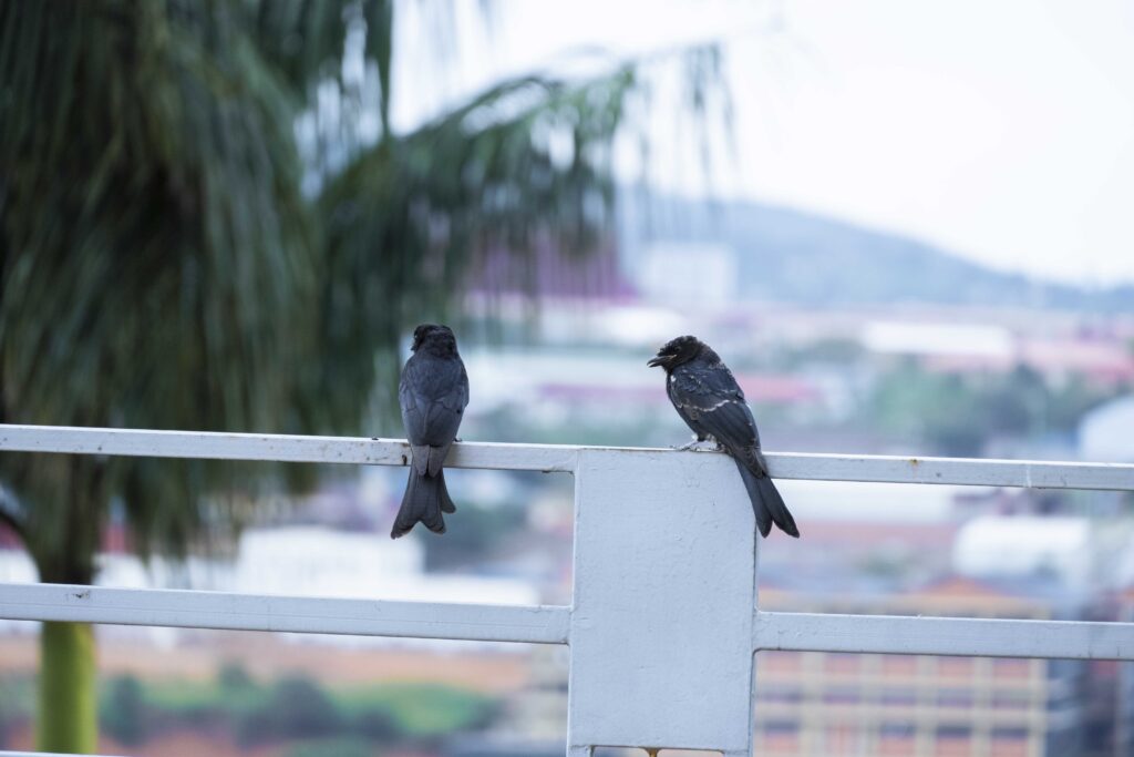 Ebenezer Apartments in Kigali, peaceful place