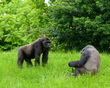 Two mountain gorillas trekking Rwanda forests – Best Boutique Hotels-Ebenezer Hotel Apartments